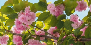 Ciliegio da fiore