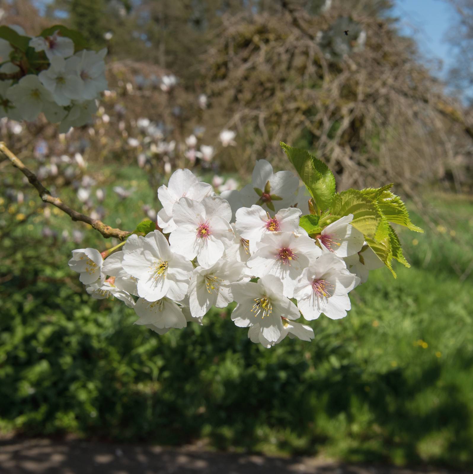 Il ciliegio ornamentale cresce piuttosto lentamente, ed è quindi poco propenso alla potatura.
