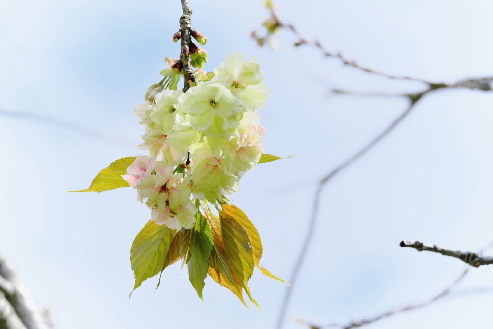 Il ciliegio da fiore non produce solo infiorescenze rosa: meravigliosa è anche la fioritura bianca.