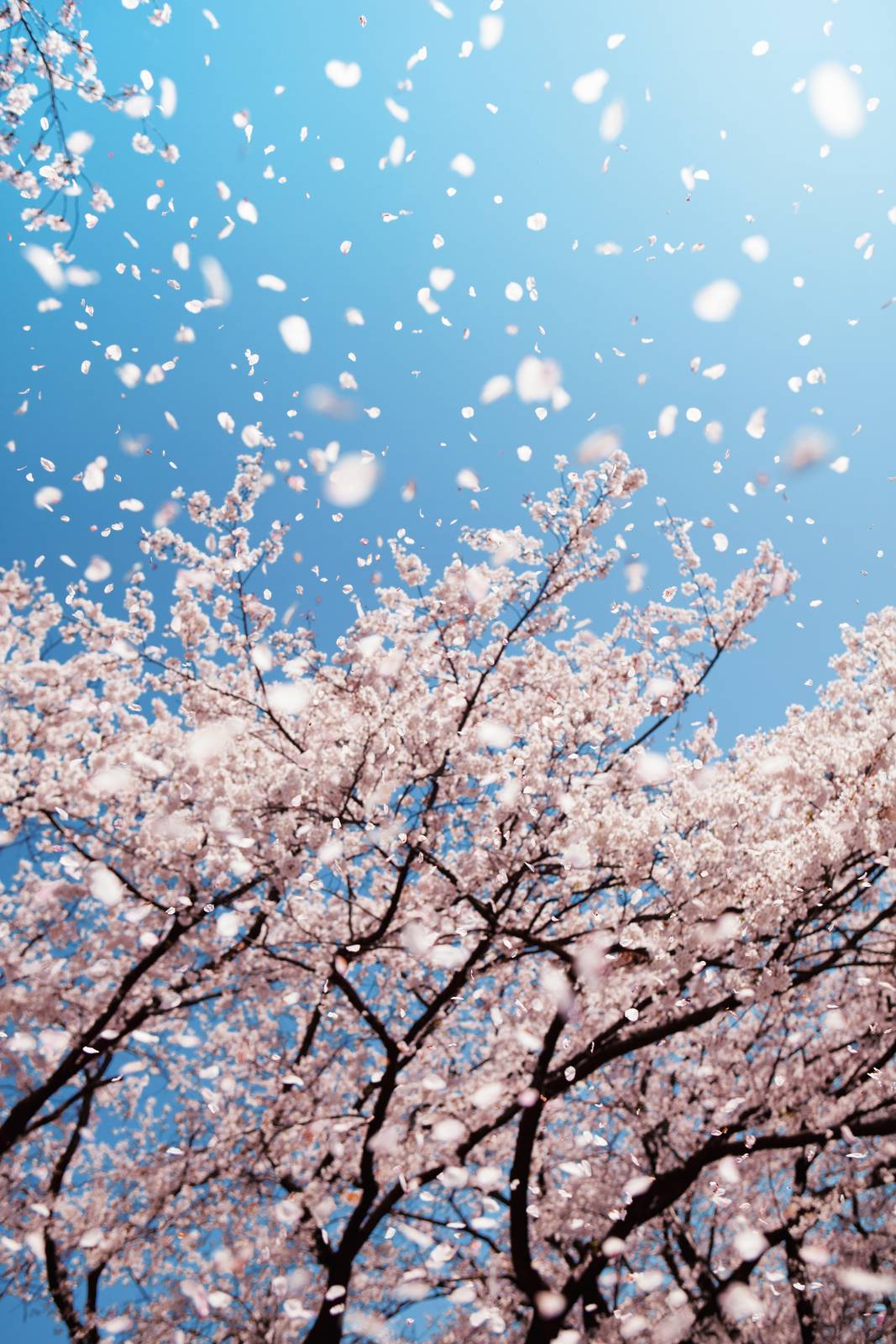 Il ciliegio da fiore sboccia tipicamente durante la stagione primaverile.