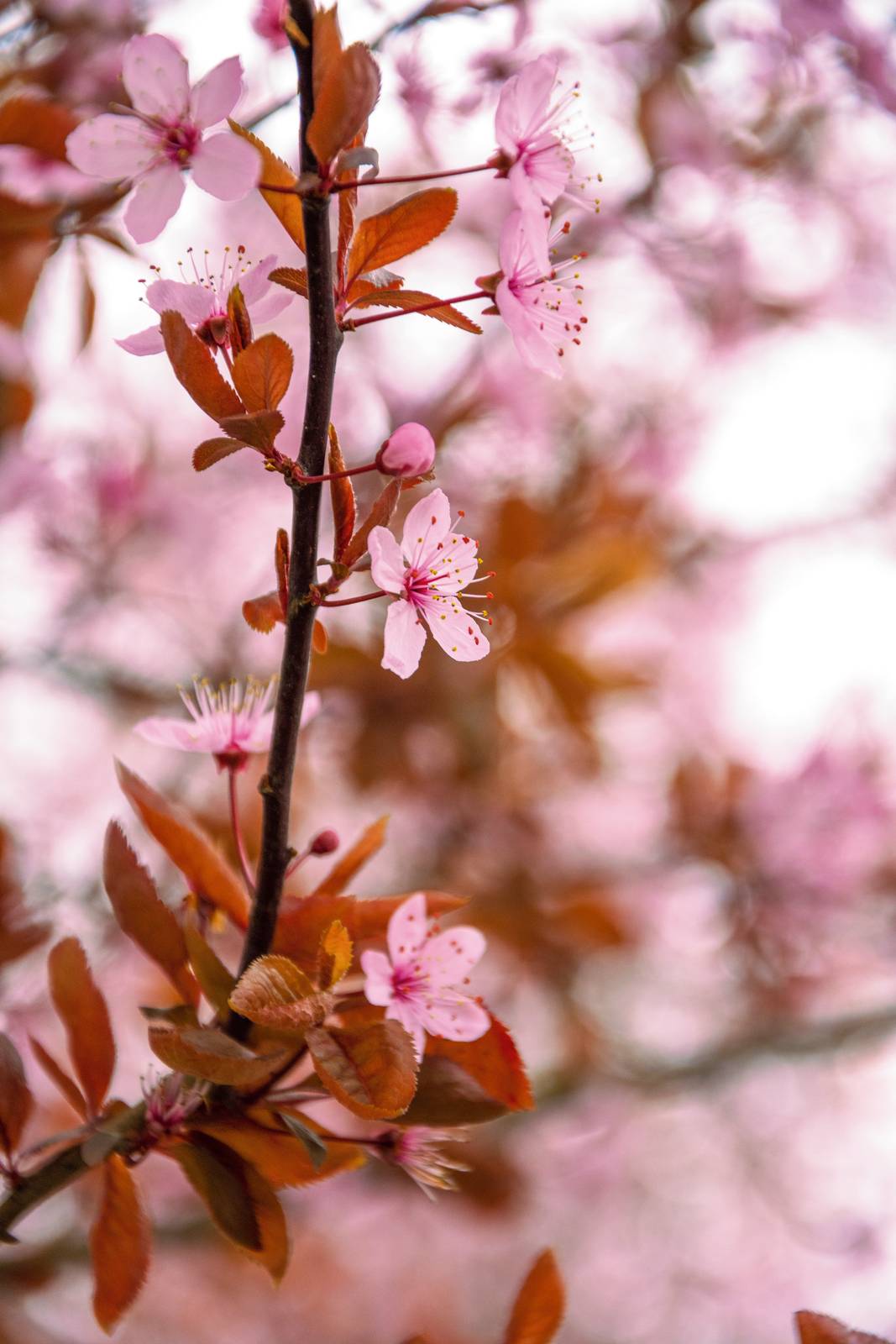 Il ciliegio da fiore produce infiorescenze a forma di coppa o piattino, con 5 petali disposti su una corolla semplice, doppia o semidoppia.
