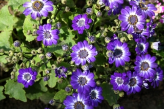 La cineraria fiorisce nel periodo primaverile-estivo. La cineraria fiorisce nel periodo primaverile-estivo.