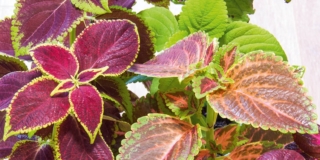Coleus
