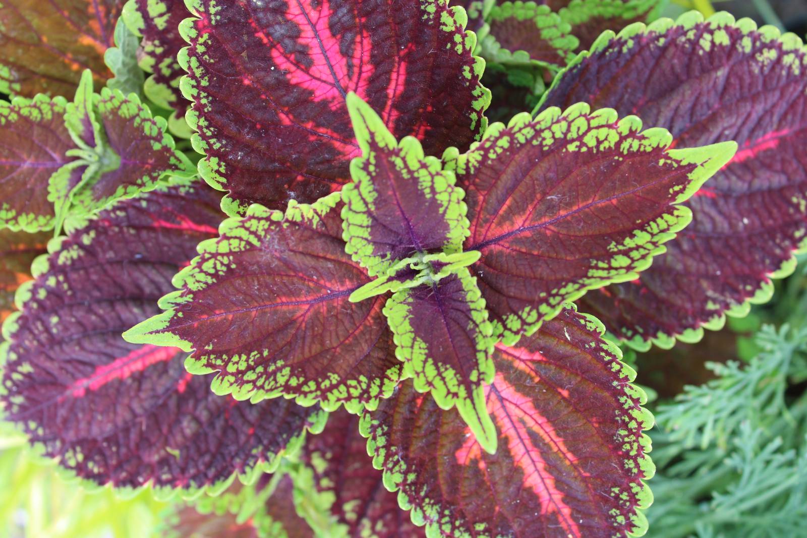 Dal mese di settembre i coleus raggiungono l’apice della loro bellezza creando una vegetazione folta, compatta e intensamente colorata. Dal mese di settembre i coleus raggiungono l’apice della loro bellezza creando una vegetazione folta, compatta e intensamente colorata.