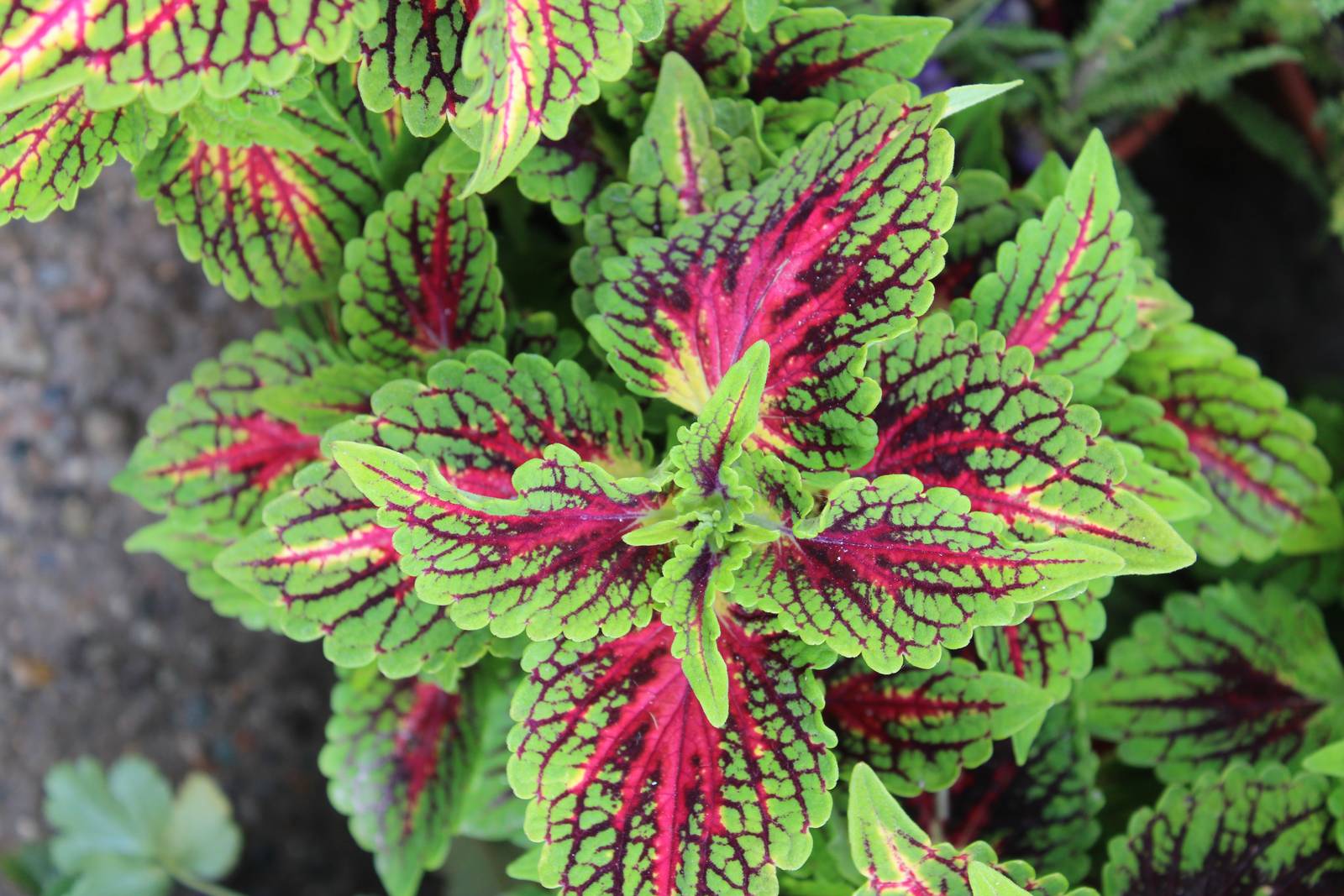 I coleus sono piantine economiche, a bassa manutenzione, adatte a tutti pollici verdi. I coleus sono piantine economiche, a bassa manutenzione, adatte a tutti pollici verdi.