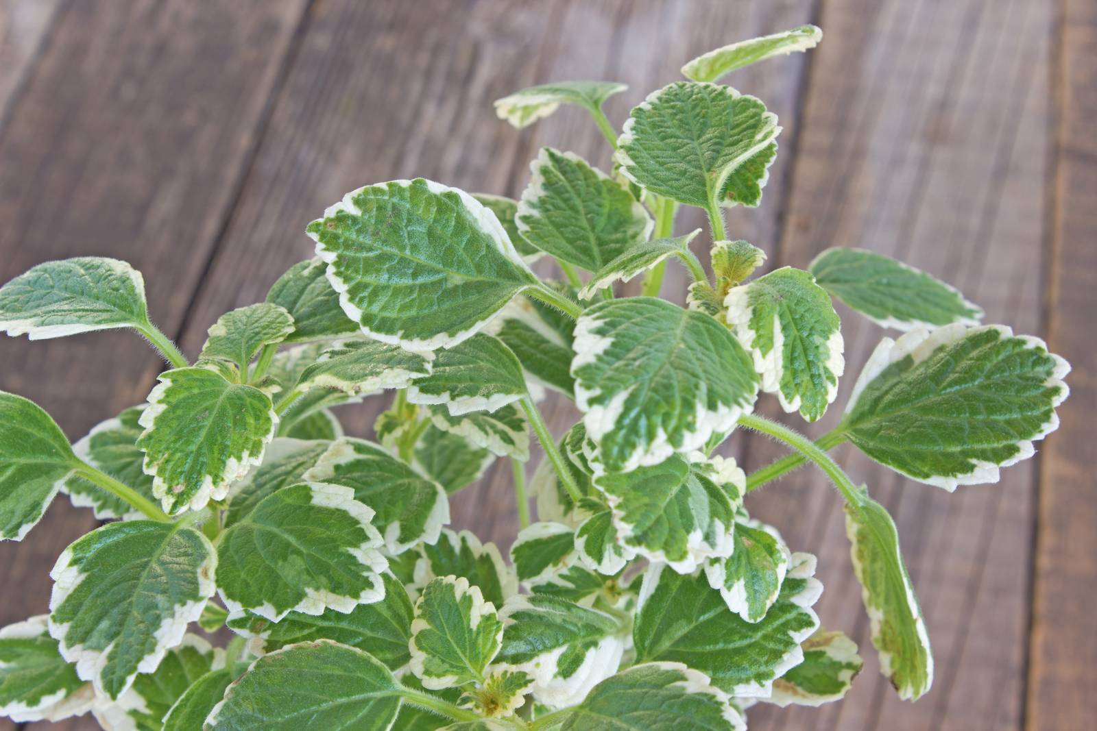 Per favorire la crescita delle bellissime foglie del coleus si eliminano i fiori quando sono ancora in boccio. Per favorire la crescita delle bellissime foglie del coleus si eliminano i fiori quando sono ancora in boccio.