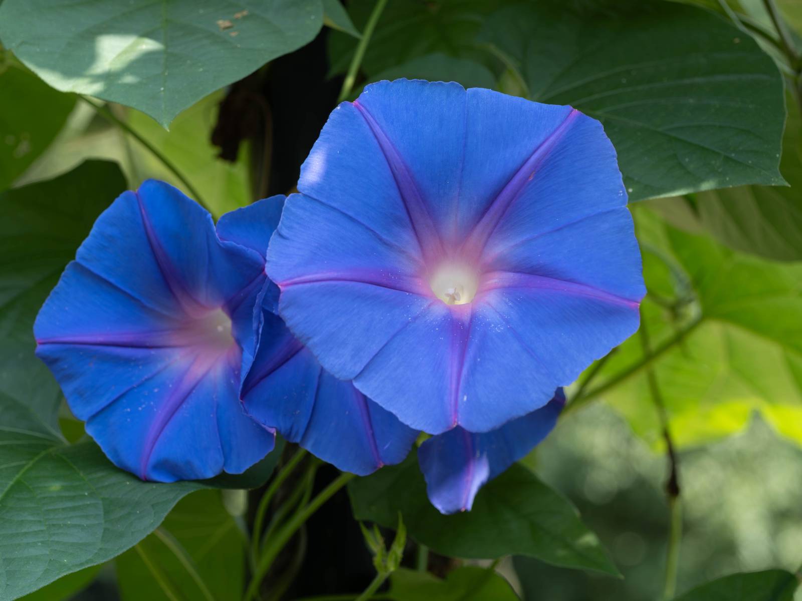 I fiori di convolvolo hanno forma campanulata, molto simile alla campanella o ipomea, pianta con cui spesso viene confuso. I fiori di convolvolo hanno forma campanulata, molto simile alla campanella o ipomea, pianta con cui spesso viene confuso.