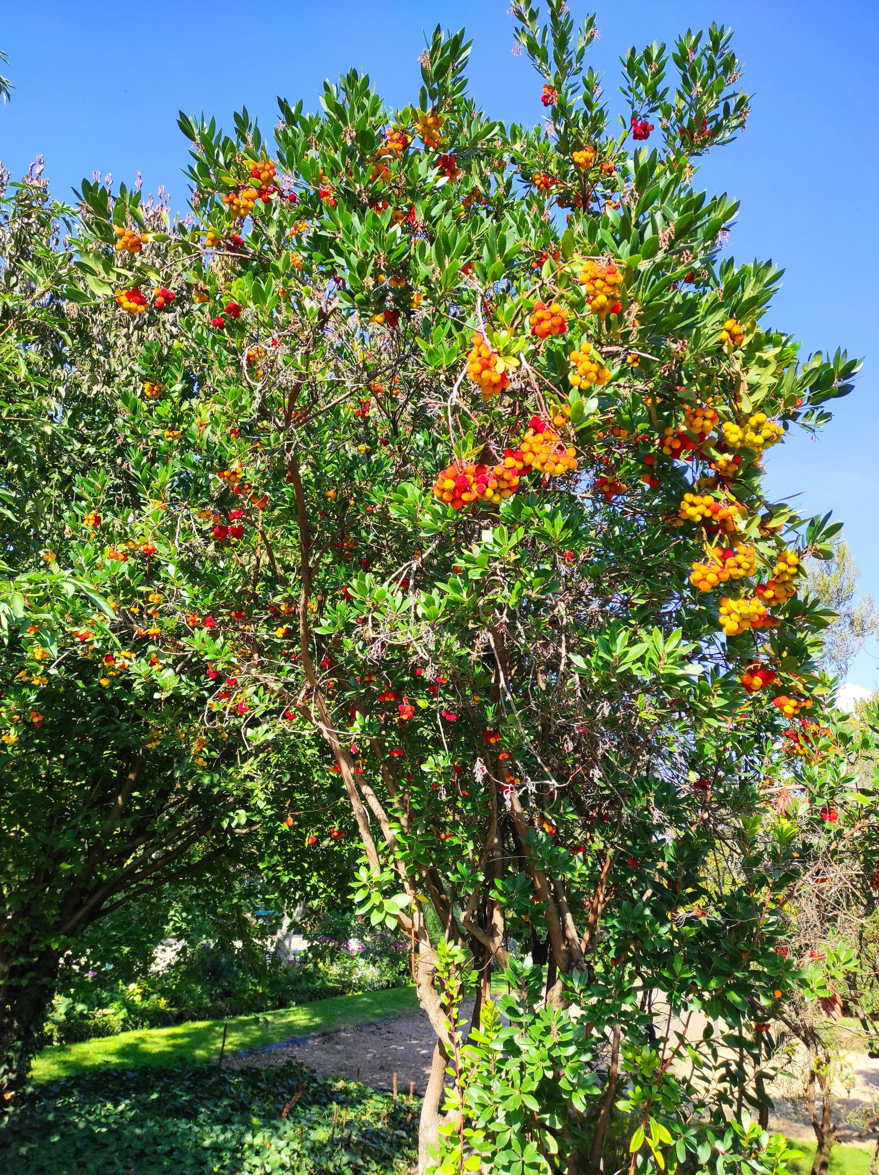 Il corbezzolo cresce spontaneamente lungo quasi tutta la fascia costiera della penisola.