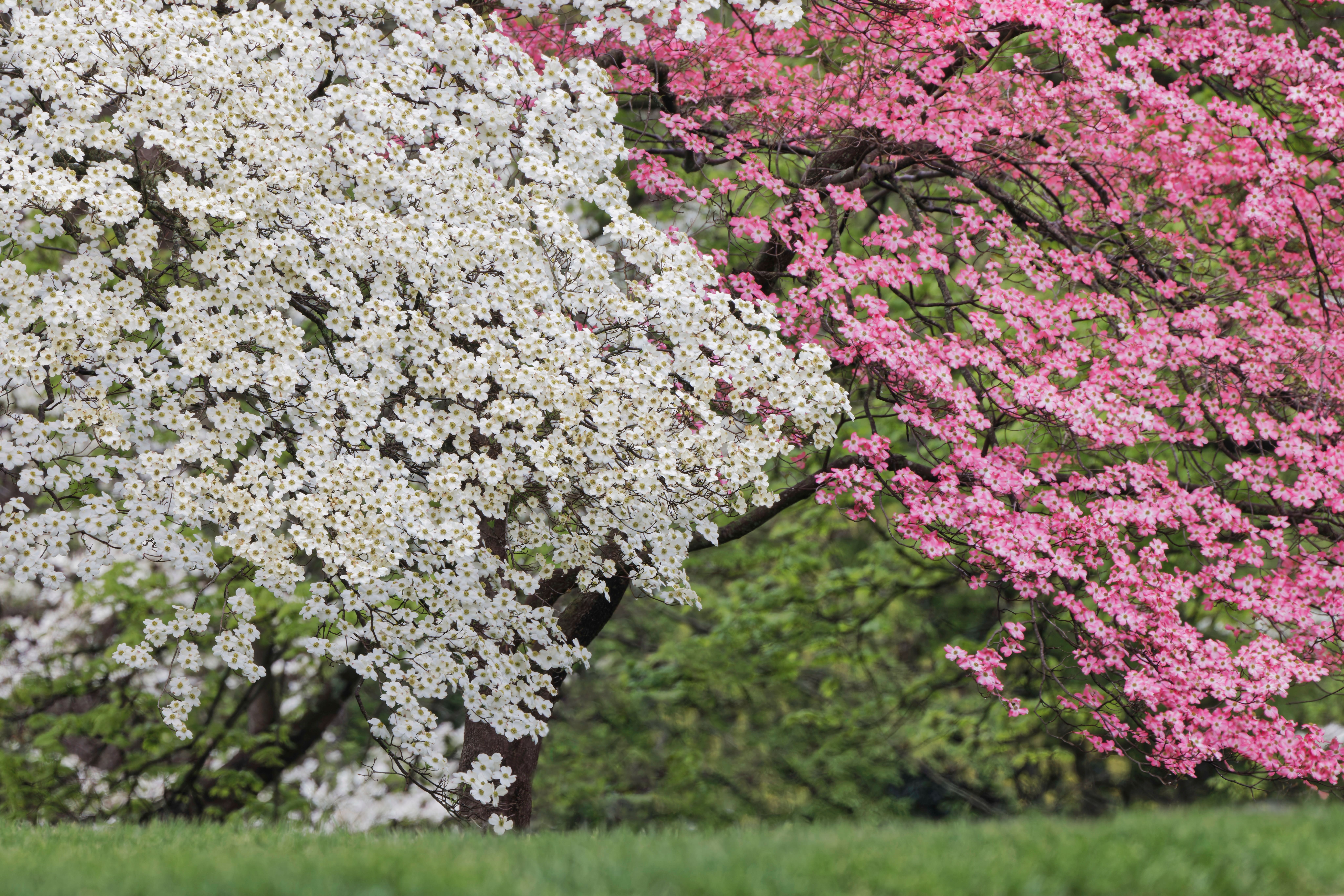 Il corniolo da fiore produce infiorescenze bianche o rosa a seconda della varietà. Il corniolo da fiore produce infiorescenze bianche o rosa a seconda della varietà.