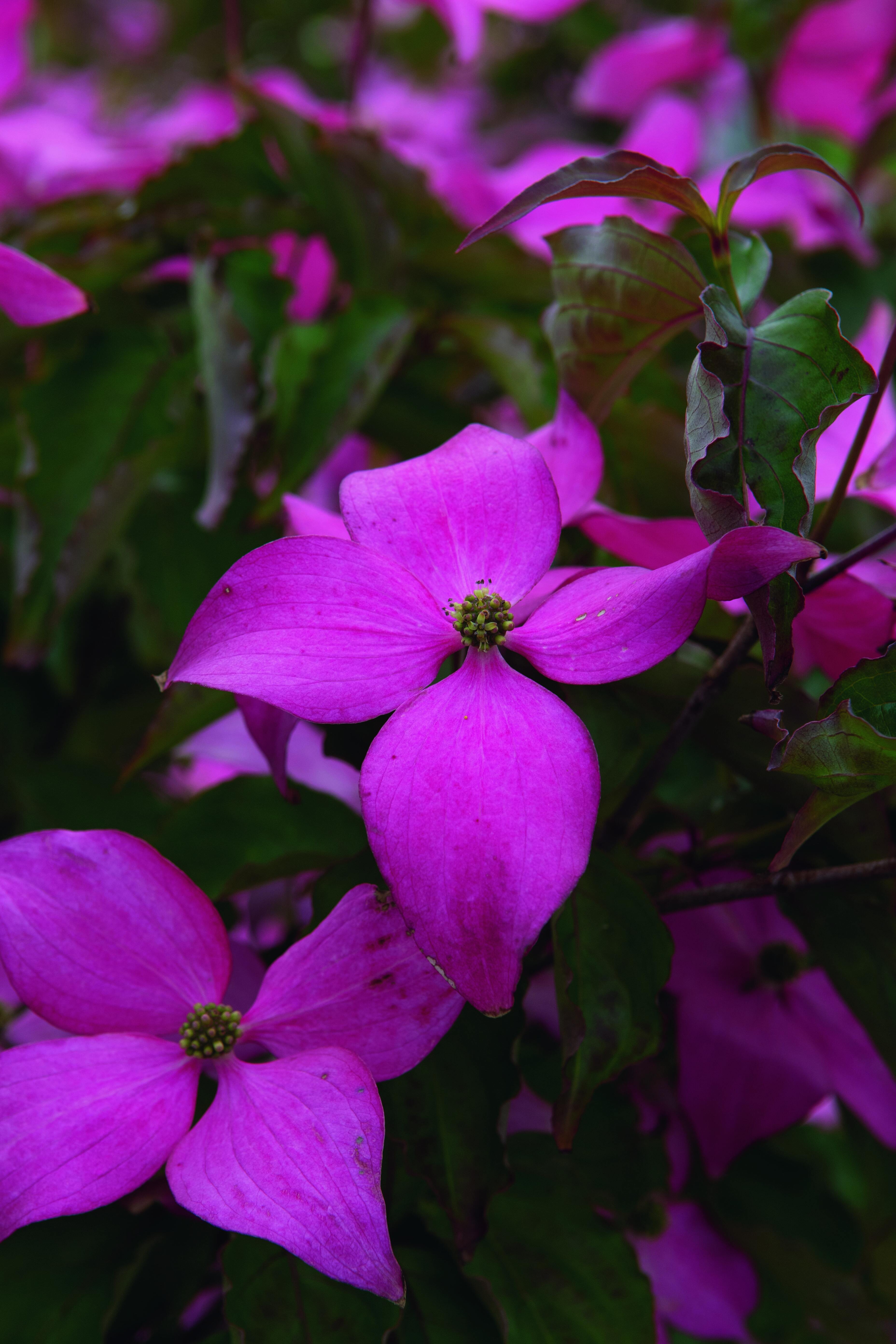 Il corniolo da fiore cresce sia in vaso sia in piena terra, ma sempre all'esterno. Il corniolo da fiore cresce sia in vaso sia in piena terra, ma sempre all'esterno.