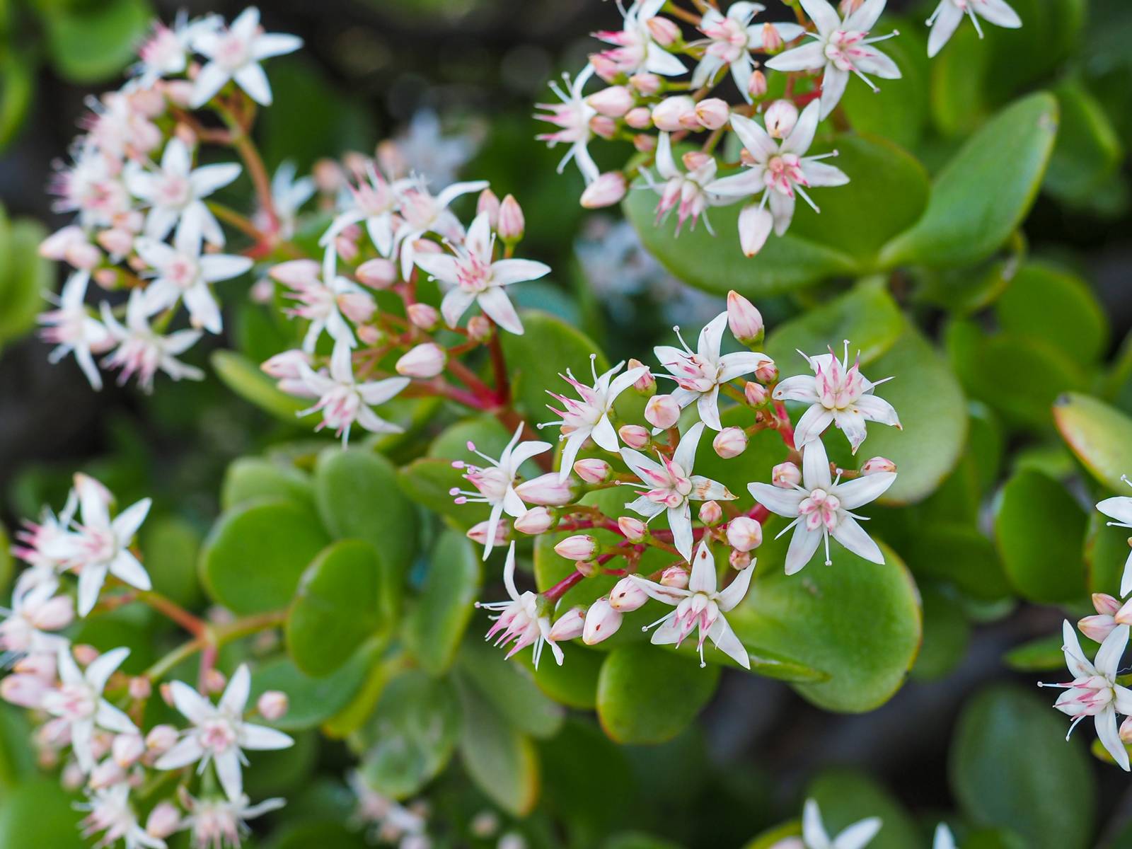 Come si vede in foto, i fiori della crassula ovata sono piuttosto piccoli, compaiono alle estremità dei rami e possono essere rosa o bianchi. Come si vede in foto, i fiori della crassula ovata sono piuttosto piccoli, compaiono alle estremità dei rami e possono essere rosa o bianchi.