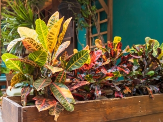 I colori delle foglie di croton, a seconda della varietà, vanno dal verde al giallo, dal rosa al rosso, fino al viola o all'arancio. I colori delle foglie di croton, a seconda della varietà, vanno dal verde al giallo, dal rosa al rosso, fino al viola o all'arancio.