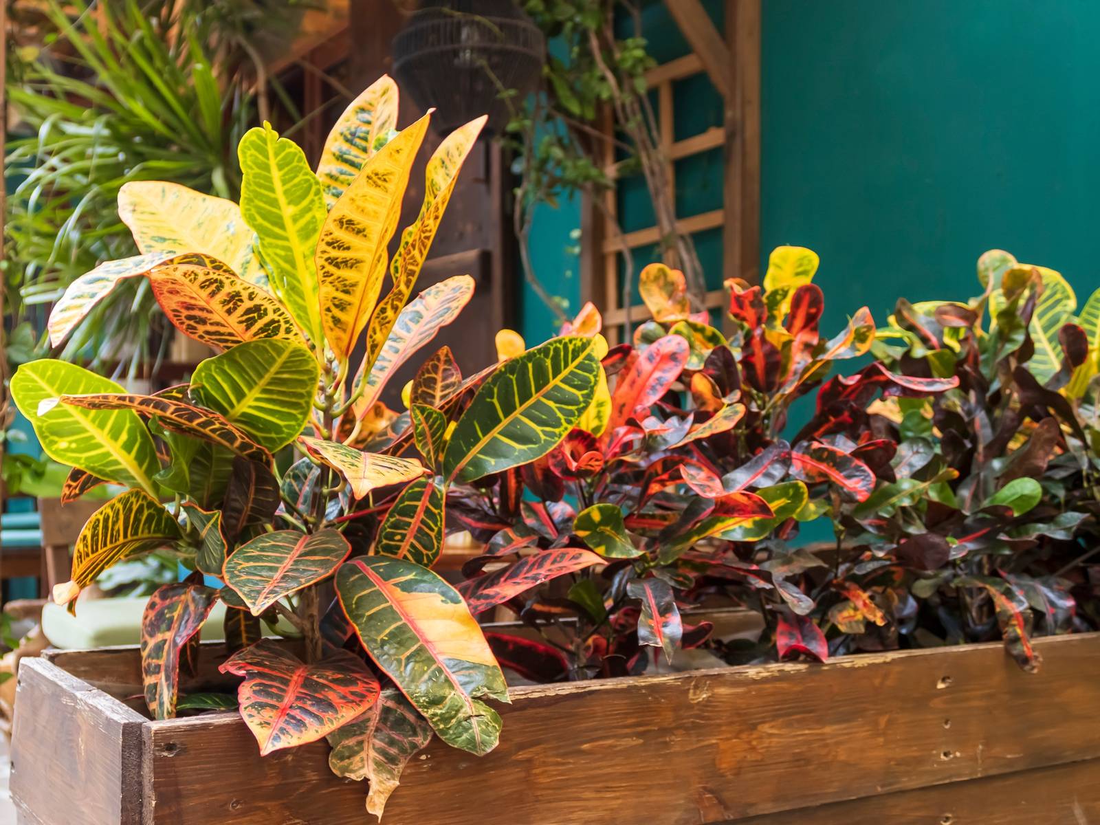 I colori delle foglie di croton, a seconda della varietà, vanno dal verde al giallo, dal rosa al rosso, fino al viola o all'arancio.