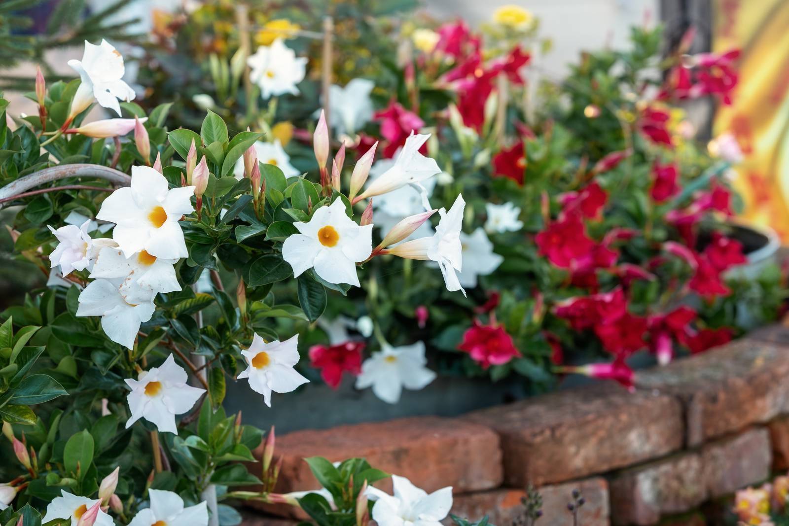 Se le condizioni climatiche lo consentono, la dipladenia si può coltivare anche in un'aiuola in giardino. Se le condizioni climatiche lo consentono, la dipladenia si può coltivare anche in un'aiuola in giardino.
