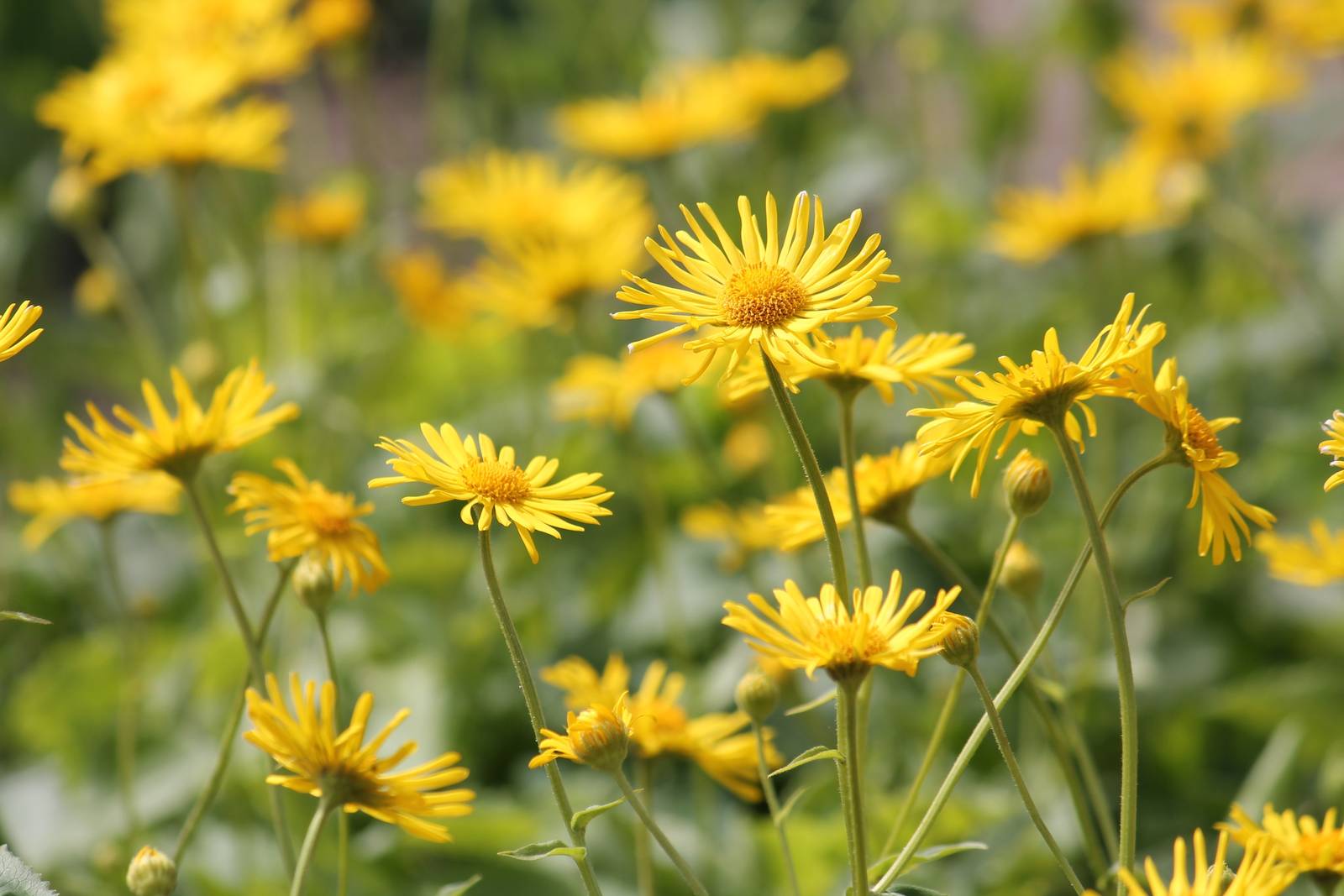 Il doronicum fiorisce durante la primavera e l'estate. Il doronicum fiorisce durante la primavera e l'estate.