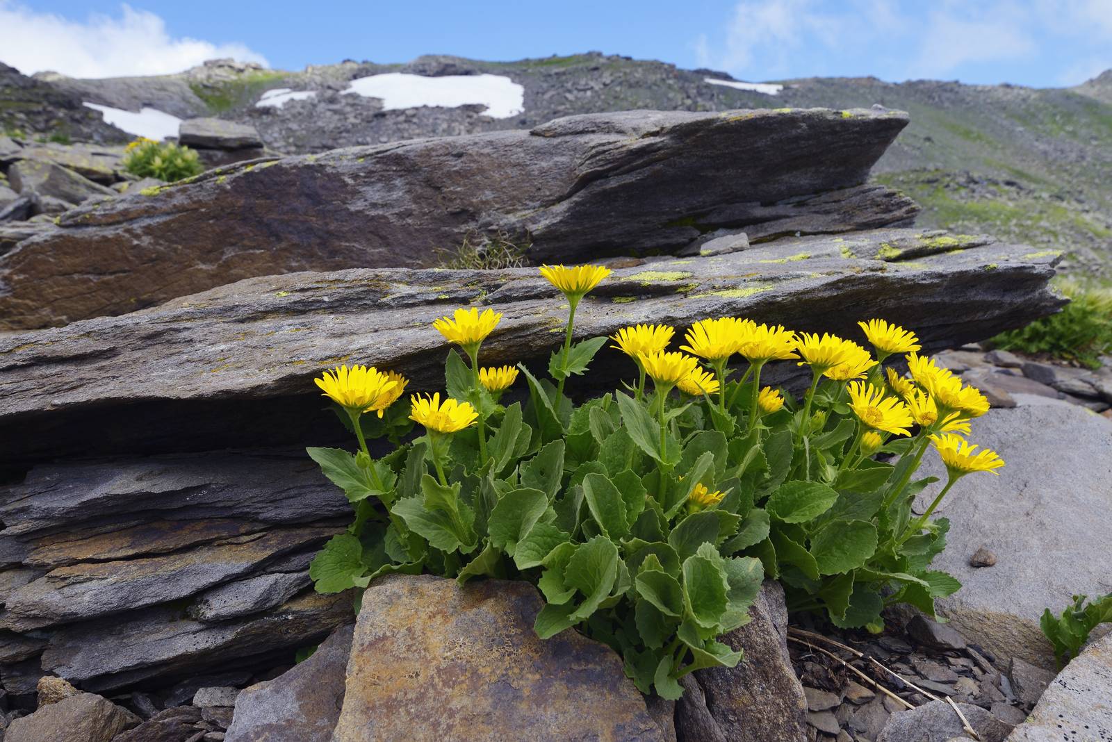 Il doronicum non teme le basse temperature, quindi cresce senza problemi anche in zone montagnose. Il doronicum non teme le basse temperature, quindi cresce senza problemi anche in zone montagnose.