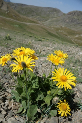 Doronicum o doronico