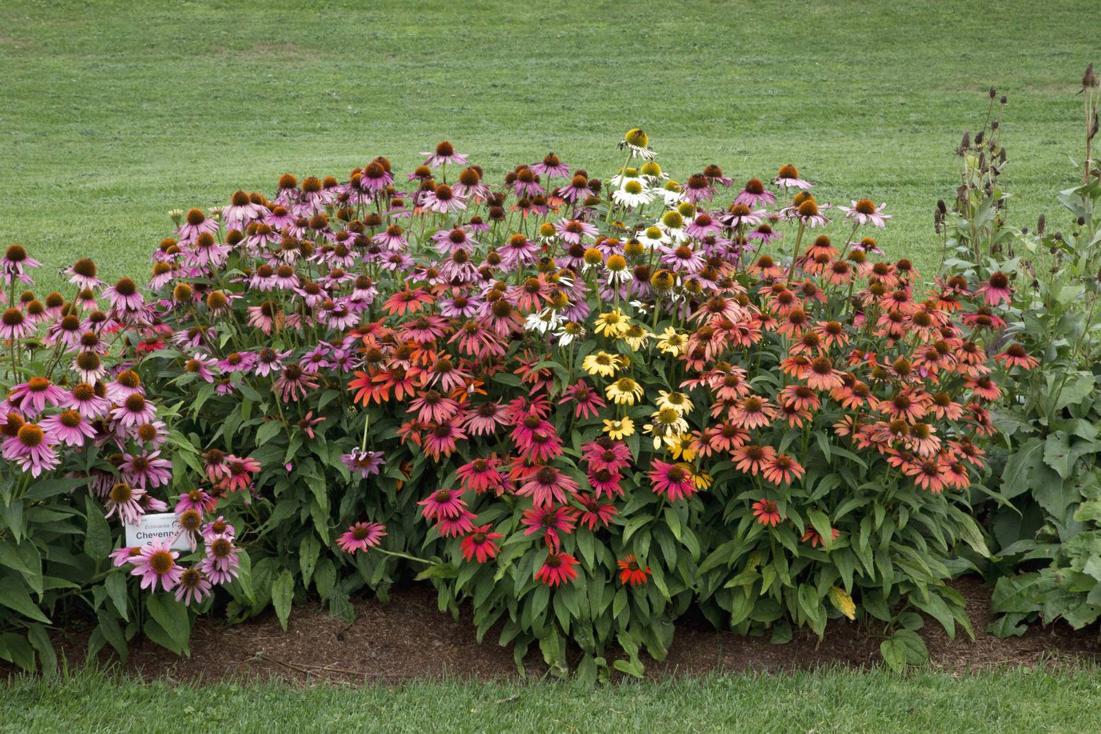 Sebbene l'echinacea possa crescere anche in vaso, è sempre meglio optare per la coltivazione in piena terra. Sebbene l'echinacea possa crescere anche in vaso, è sempre meglio optare per la coltivazione in piena terra.