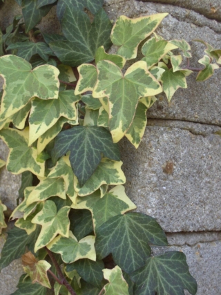 L'edera è una pianta perenne, sempreverde, straordinariamente robusta e facile da mantenere. L'edera è una pianta perenne, sempreverde, straordinariamente robusta e facile da mantenere.