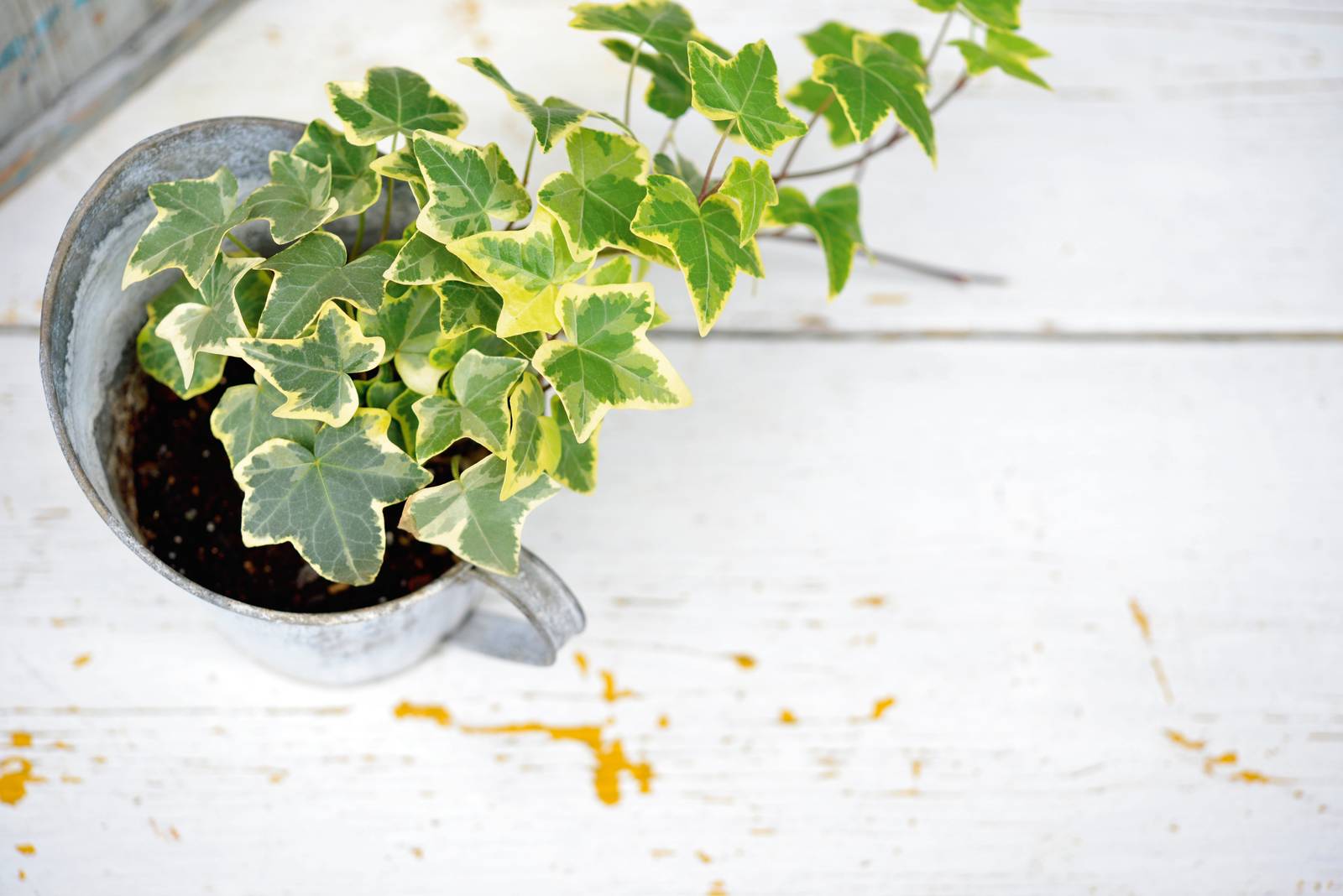 L'edera ha un apparato radicale non troppo sviluppato e per questo può crescere bene anche in vaso. L'edera ha un apparato radicale non troppo sviluppato e per questo può crescere bene anche in vaso.
