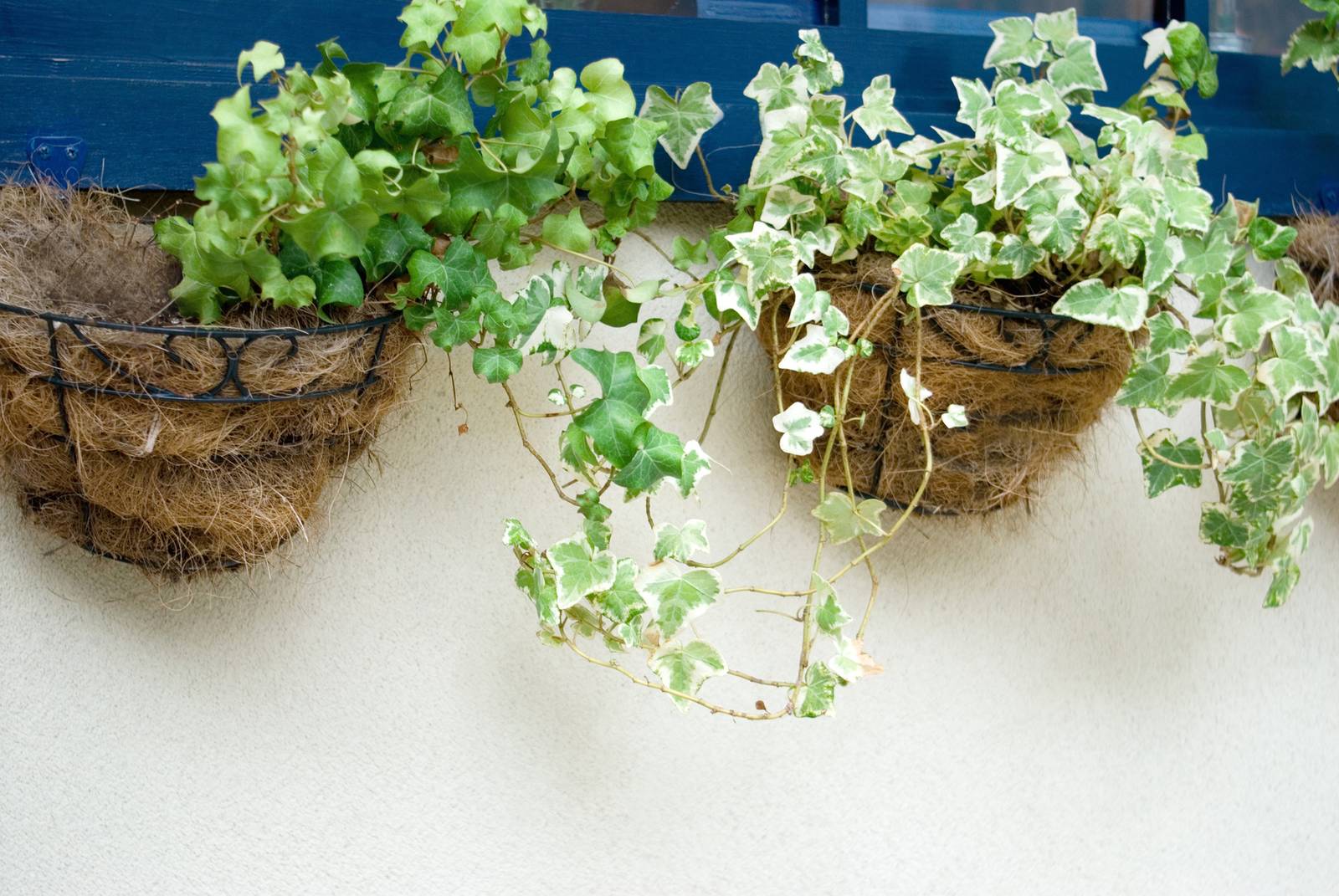 L'edera è perfetta per creare floridi basket appesi, grazie al suo portamento ricadente. L'edera è perfetta per creare floridi basket appesi, grazie al suo portamento ricadente.