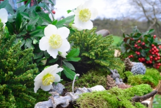 Gli ellebori sono indicati anche per creare ciotole e composizioni fiorite poiché belli e durevoli anche recisi.