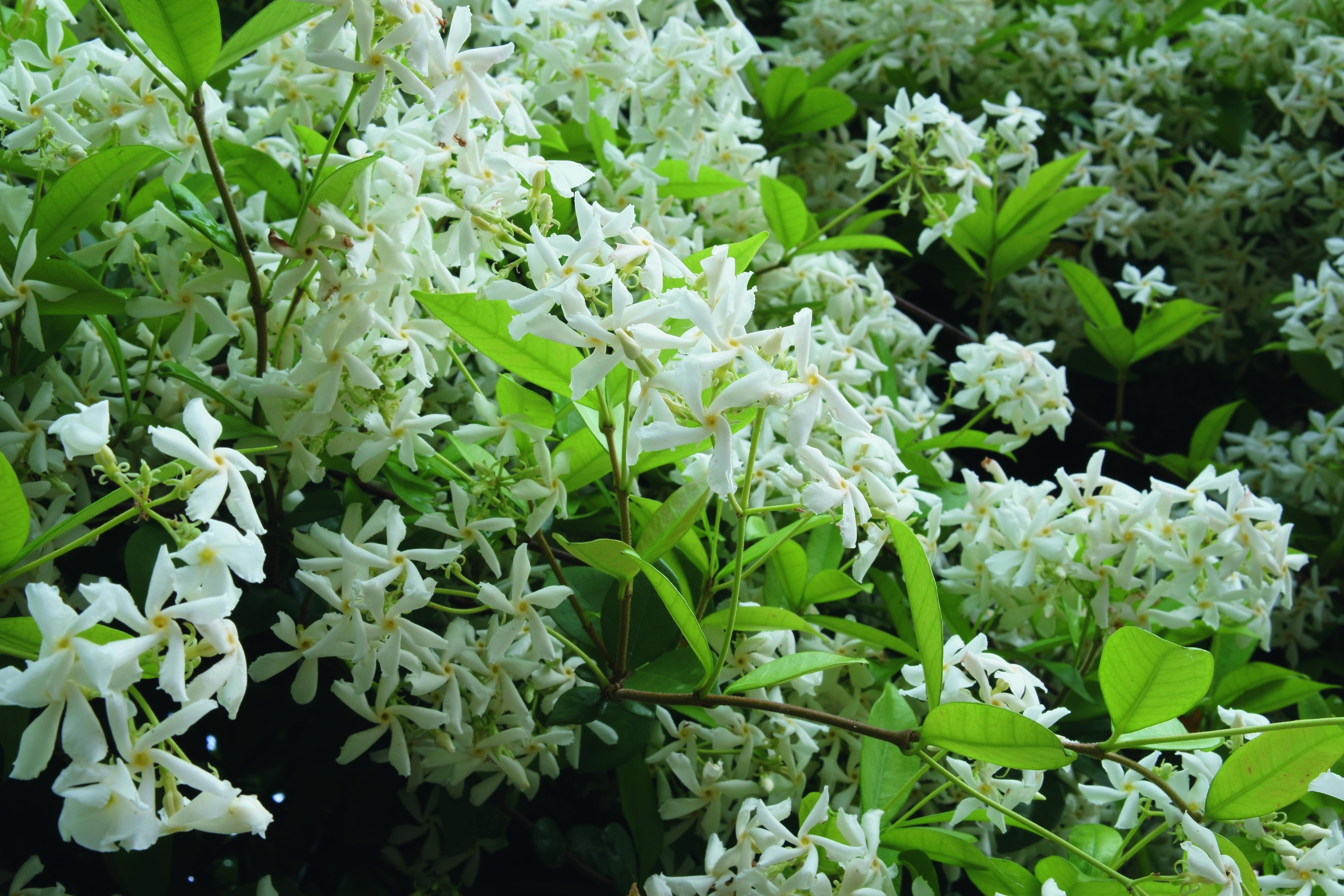 Il falso gelsomino è un sempreverde a rapido accrescimento, che per questo necessita di regolare potatura.