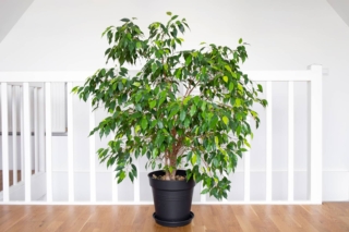 Ficus