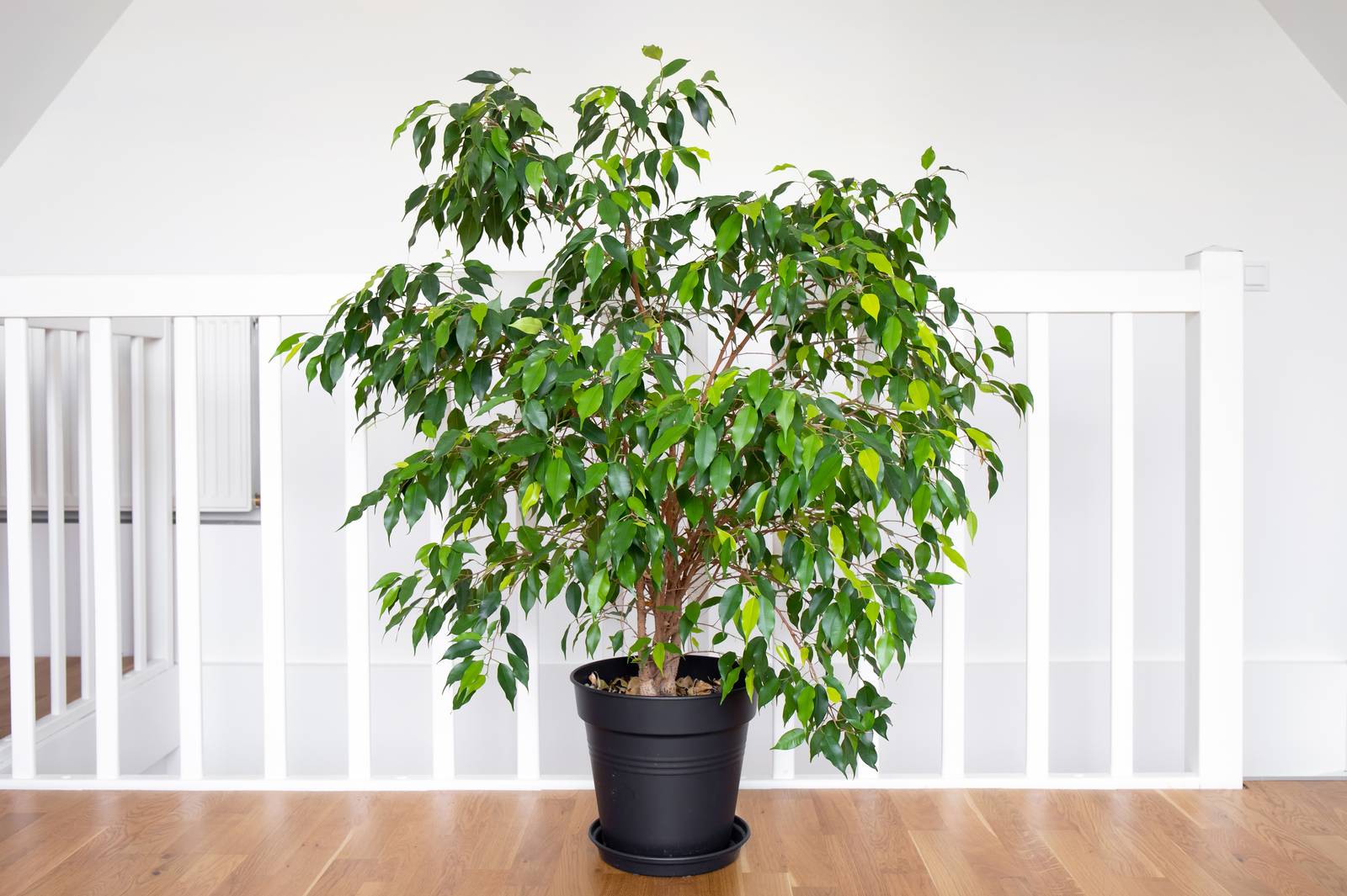 Il ficus va posto in casa in posizione molto luminosa, ma non sotto l'azione diretta dei raggi del sole. Il ficus va posto in casa in posizione molto luminosa, ma non sotto l'azione diretta dei raggi del sole.
