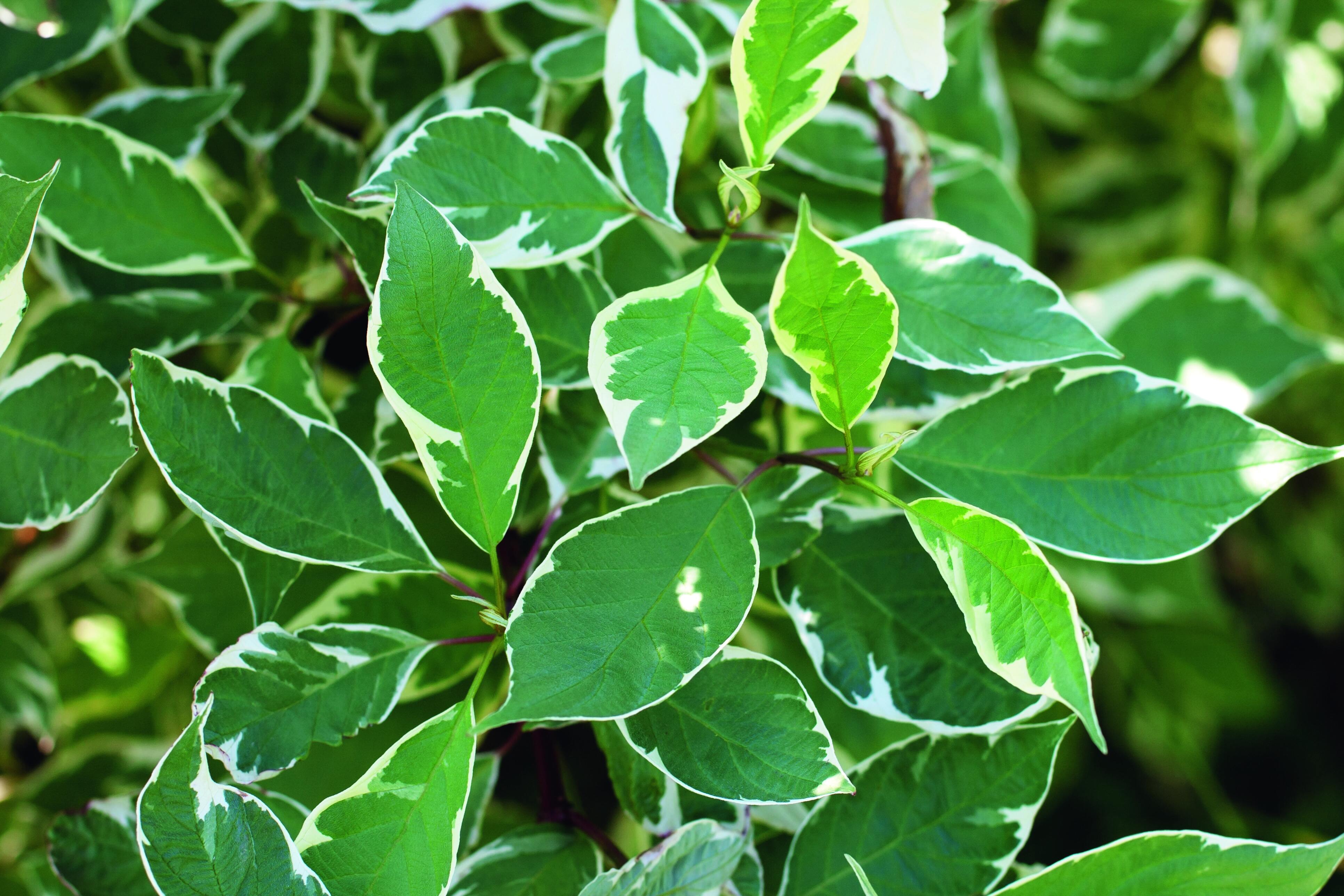 Il ficus è pianta ornamentale scelta per il suo fogliame e non per i fiori, i quali compaiono rarissimamente e non in tutte le specie. Il ficus è pianta ornamentale scelta per il suo fogliame e non per i fiori, i quali compaiono rarissimamente e non in tutte le specie.