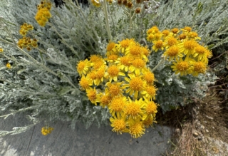 Cineraria