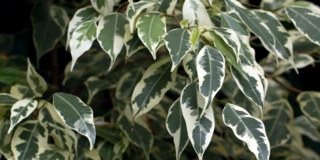 Ficus