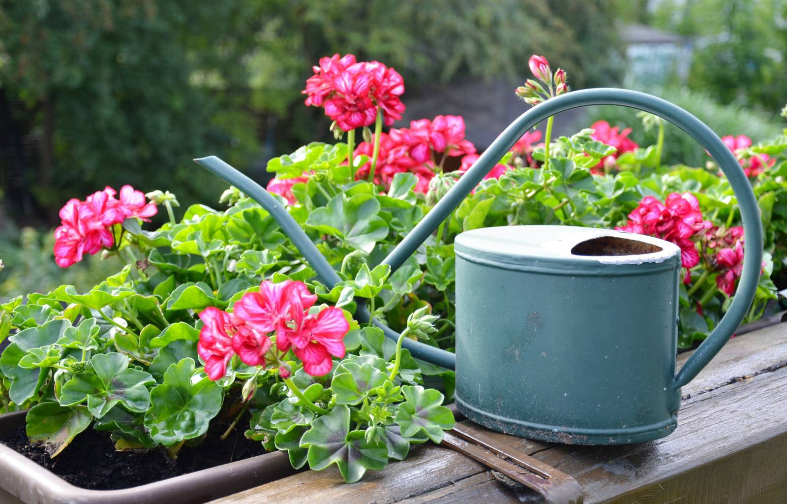 I balconi troppo assolati non sempre sono la scelta giusta per il geranio: l'acqua infatti evapora con maggiore rapidità e la terra in vaso tende a scaldarsi eccessivamente. I balconi troppo assolati non sempre sono la scelta giusta per il geranio: l'acqua infatti evapora con maggiore rapidità e la terra in vaso tende a scaldarsi eccessivamente.