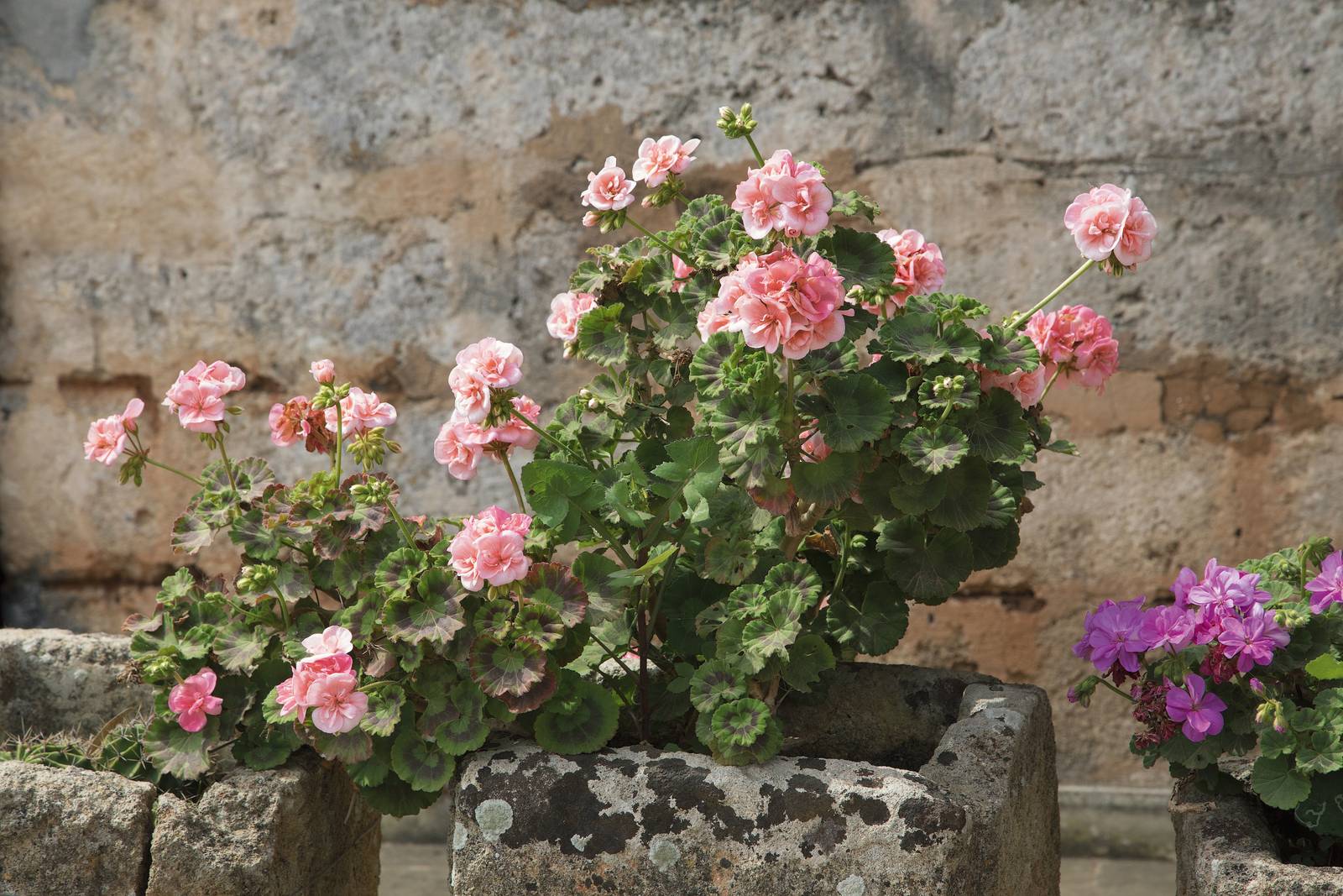 La fioritura del geranio può prolungarsi fino all'autunno inoltrato. La fioritura del geranio può prolungarsi fino all'autunno inoltrato.