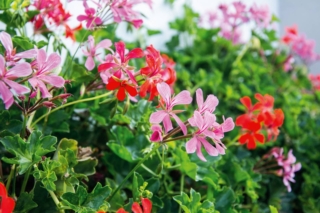 Il geranio ha le foglie ricoperte da una leggera peluria, molto piacevole al tatto. Il geranio ha le foglie ricoperte da una leggera peluria, molto piacevole al tatto.