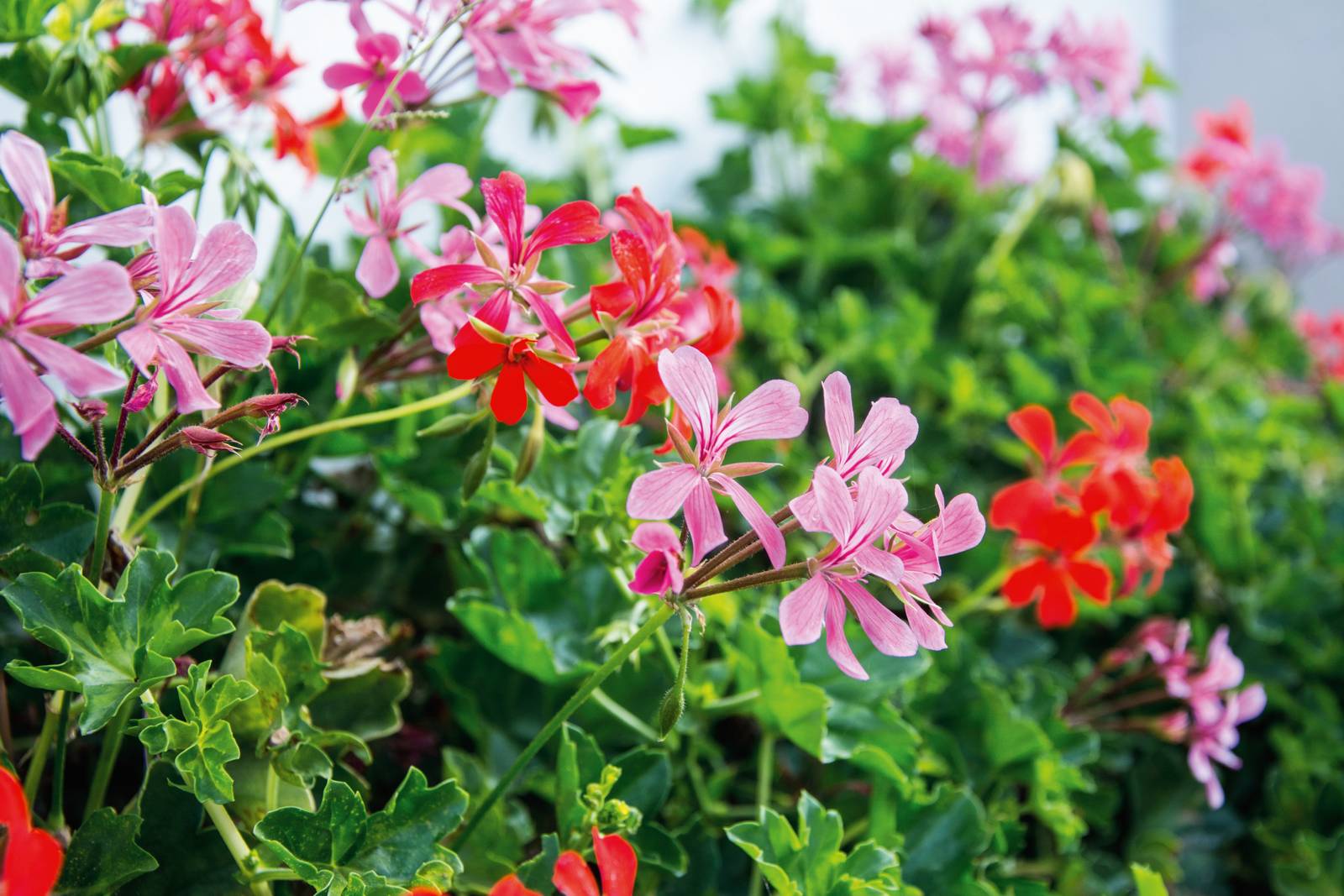 Il geranio ha le foglie ricoperte da una leggera peluria, molto piacevole al tatto. Il geranio ha le foglie ricoperte da una leggera peluria, molto piacevole al tatto.