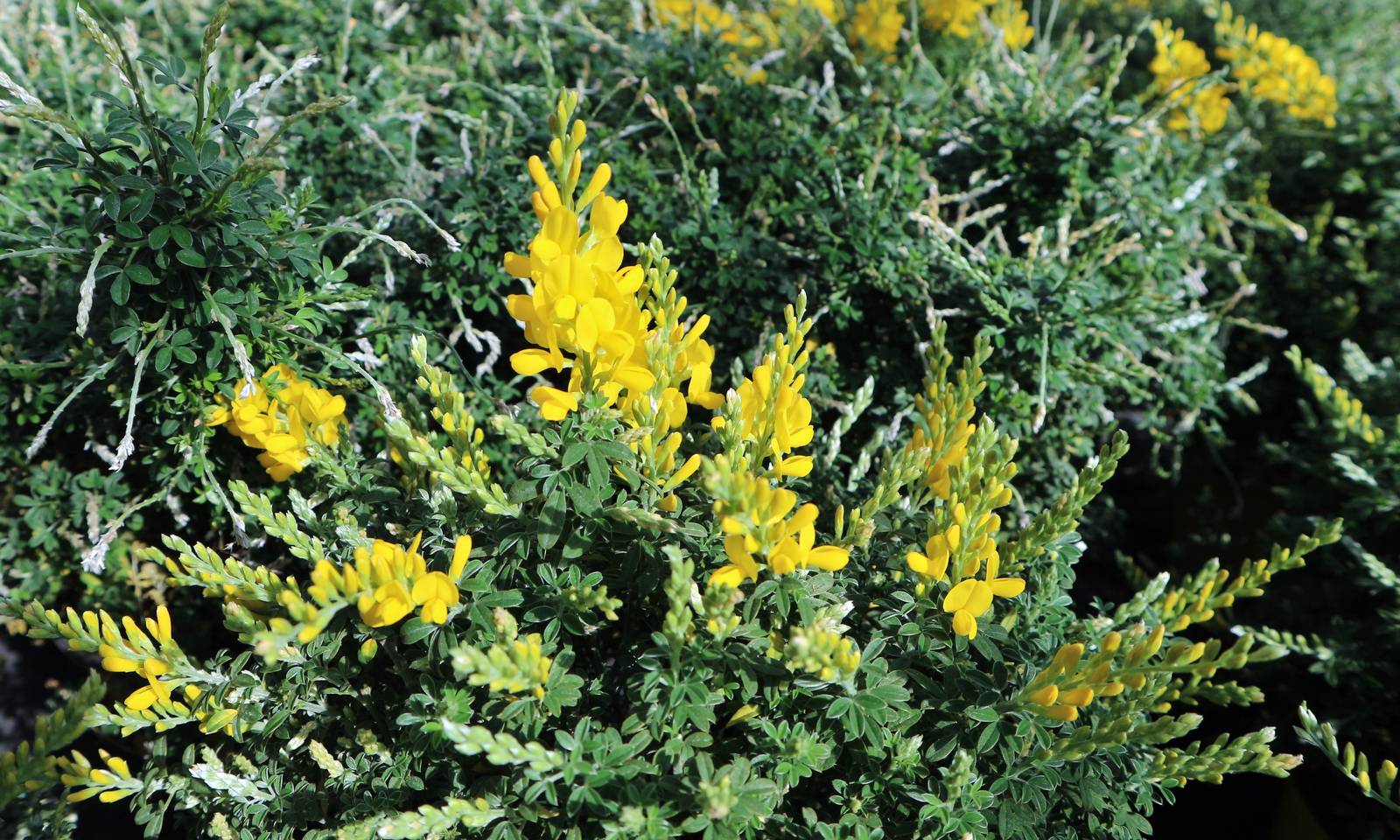 La ginestra è adatta a chi desidera giardini a bassa manutenzione. La ginestra è adatta a chi desidera giardini a bassa manutenzione.