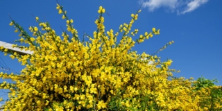 Ginestra