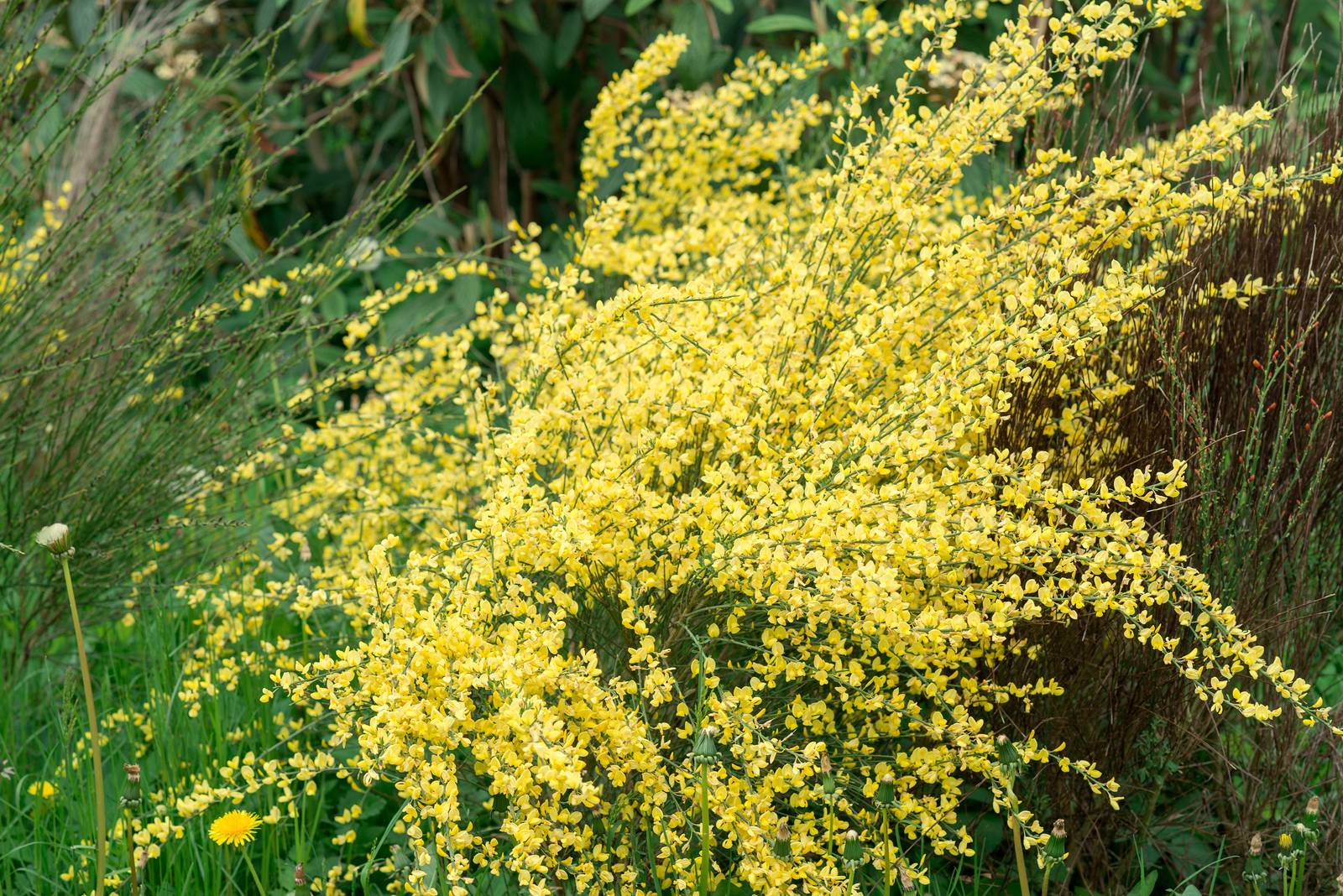 La ginestra è un arbusto resistente che richiede pochissime cure. La ginestra è un arbusto resistente che richiede pochissime cure.