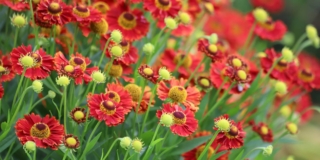 Helenium