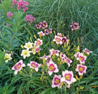 Emerocallide o hemerocallis