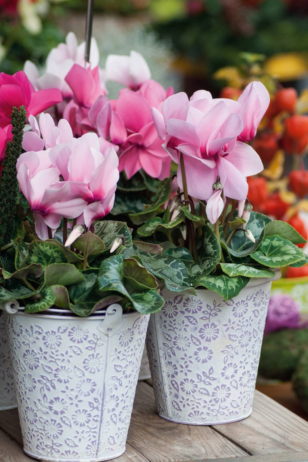 I fiori di ciclamino, prodotti sempre in abbondanza, sono singoli e portati da un lungo stelo sopra le foglie. I fiori di ciclamino, prodotti sempre in abbondanza, sono singoli e portati da un lungo stelo sopra le foglie.