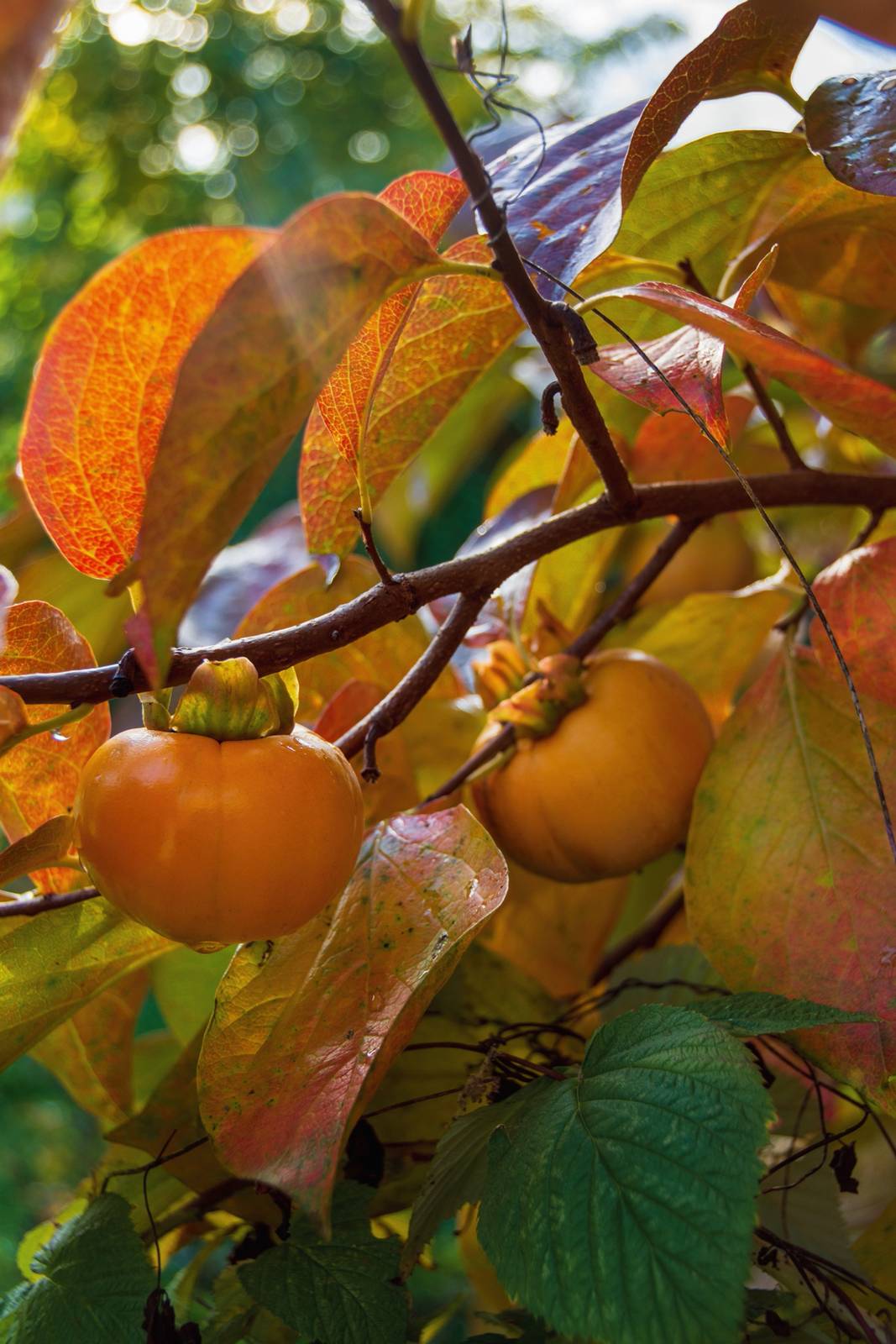 Due frutti di cachi su albero. Due frutti di cachi su albero.