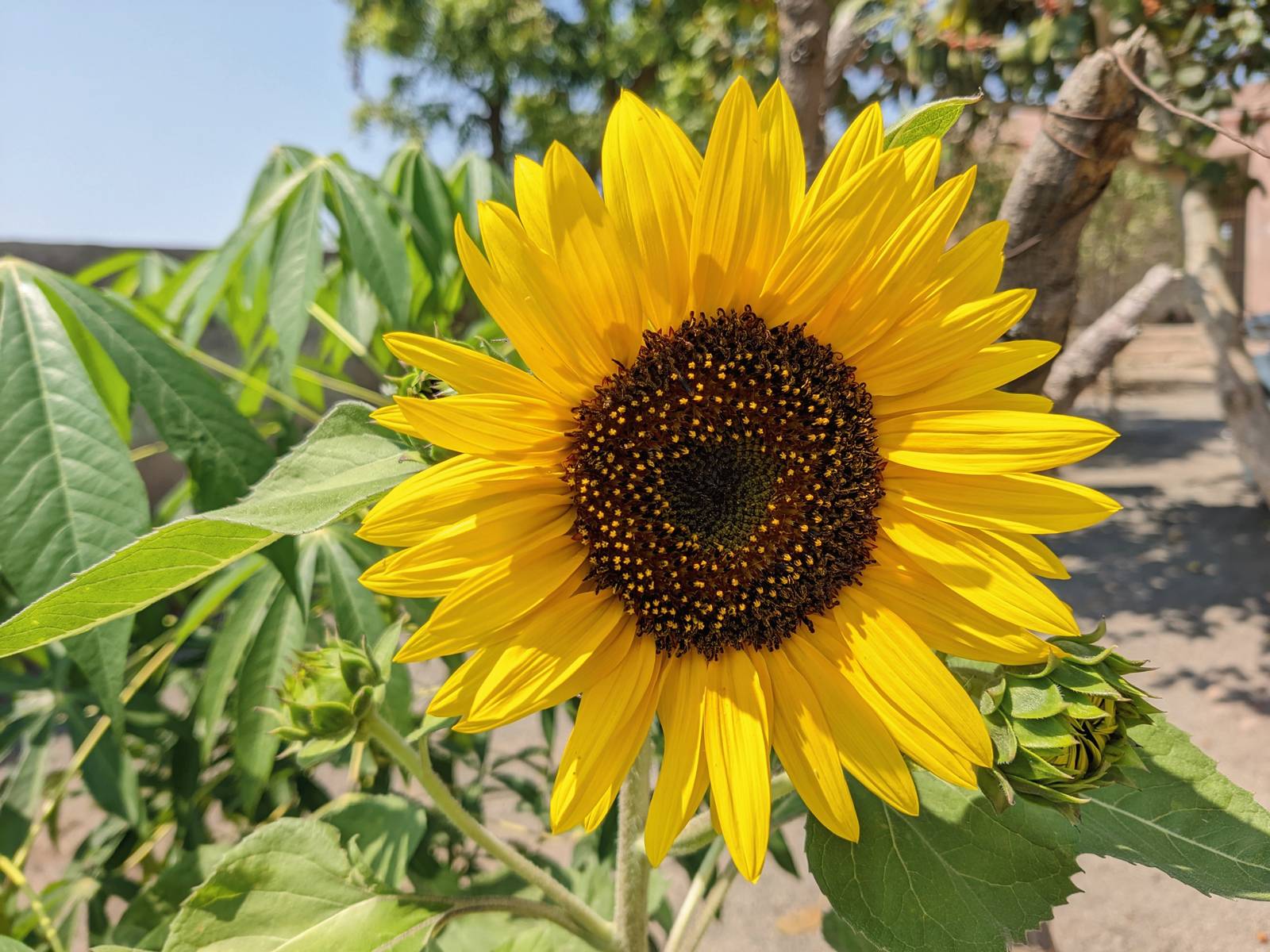 Il fiore di girasole è composto da una corona di fiori ligulati di un giallo intenso con al centro un bottone di fiori più scuri. Il fiore di girasole è composto da una corona di fiori ligulati di un giallo intenso con al centro un bottone di fiori più scuri.