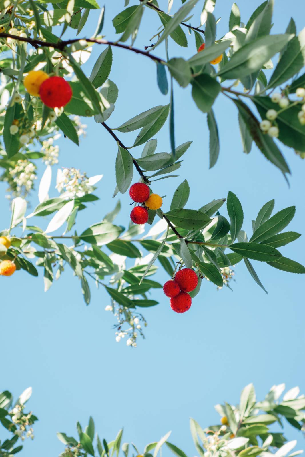 I fiori bianchi, i tipici frutti corallo e le foglie intensamente verdi rendono la pianta coloratissima e facilmente distinguibile.