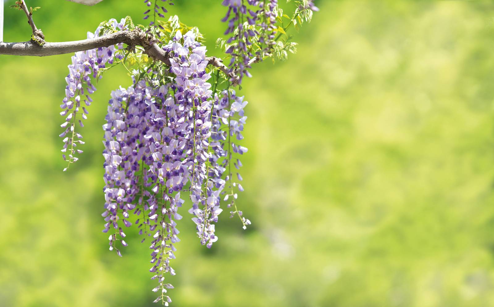 Il fiore di glicine è un racemo, o grappolo, formato da numerosi fiorellini composti da 5 petali, di cui 2 saldati insieme a formare la carena. Il singolo racemo porta fiori in grado di aprirsi in modo scalare per prolungare la fioritura. Il fiore di glicine è un racemo, o grappolo, formato da numerosi fiorellini composti da 5 petali, di cui 2 saldati insieme a formare la carena. Il singolo racemo porta fiori in grado di aprirsi in modo scalare per prolungare la fioritura.