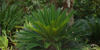 Cycas o palma nana