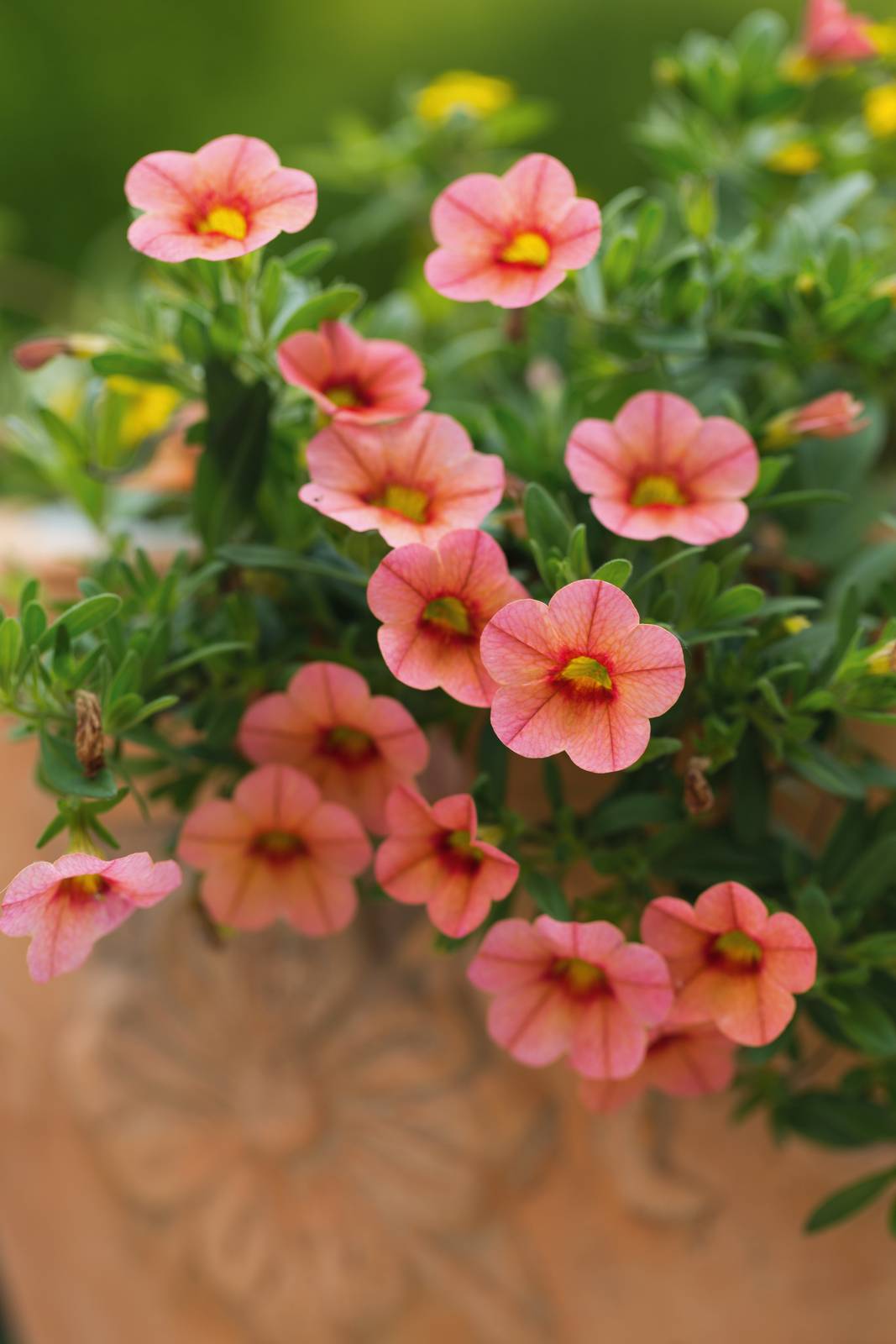 I fiori di petunia presentano tutta la gamma dei colori, dal bianco al rosa, dal viola al blu. I fiori di petunia presentano tutta la gamma dei colori, dal bianco al rosa, dal viola al blu.