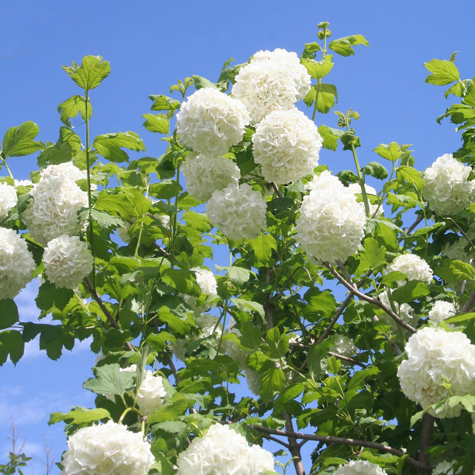 Il viburno (in foto viburnum opulus) si può coltivare anche come esemplare singolo, per abbellire un'aiuola in giardino. Il viburno (in foto viburnum opulus) si può coltivare anche come esemplare singolo, per abbellire un'aiuola in giardino.
