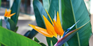 Uccello del Paradiso o strelitzia